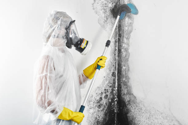 Best Mold Prevention Services  in USA